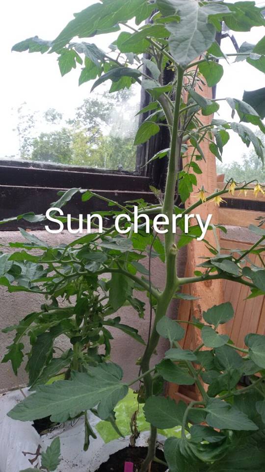 Sun Cherry